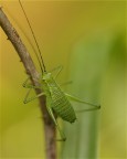 tettigonia viridissima ?