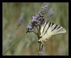 farfalla su salvia