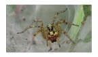 Spider Spider