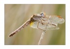 Libellula Libellula