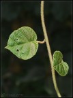 Leaf Leaf