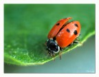 coccinella.... (prima macro)