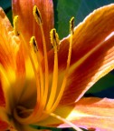 Fiore Fiore
