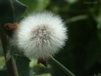 fiore? fiore?