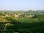 Terre di vini.