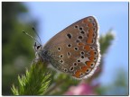 farfallina farfallina