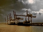 Fenicotteri di Ferro Fenicotteri di Ferro