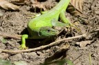 Lizard Lizard