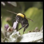 canon 5 d + 105 2.8 sigma macro + 580  flash