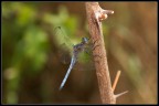 Libellula aggrappata Libellula aggrappata