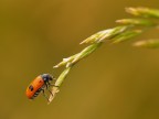 Buggy-jumping Buggy-jumping