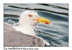 La Toeletta [gabbiano]