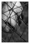 Caged