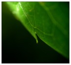 Green planet leaf