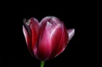 tulipano notturno tulipano notturno