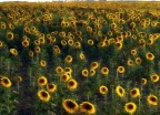 sunflowers