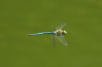 Libellula in volo