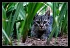 In the Jungle In the Jungle