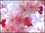 Il ritorno della primavera Il ritorno della primavera