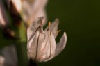 che fiore è che fiore è