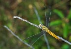 libellula gialla