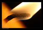 Brigthest Flames burn Quickest Brigthest Flames burn Quickest