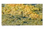 Libellula mentre depone le uova Libellula mentre depone le uova