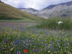 Castelluccio di Norcia!