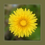 yellow yellow