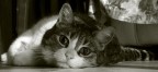 Il Mio Gatto Il Mio Gatto