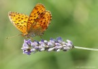 Farfallina Farfallina