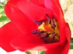 ..un fiore ..un fiore