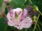 fiore di cappero fiore di cappero