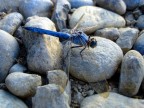 La libellula blu La libellula blu