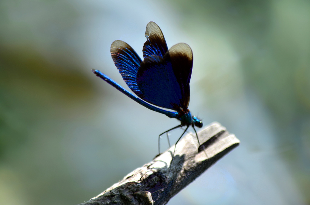 0713_AliBlu_rr.JPG