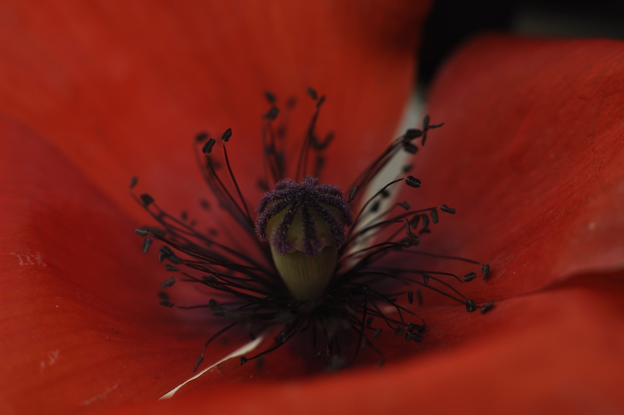 1-40 f5.6 iso 100.JPG