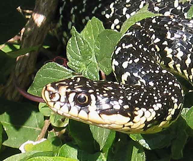 12052006 042 cc.jpg