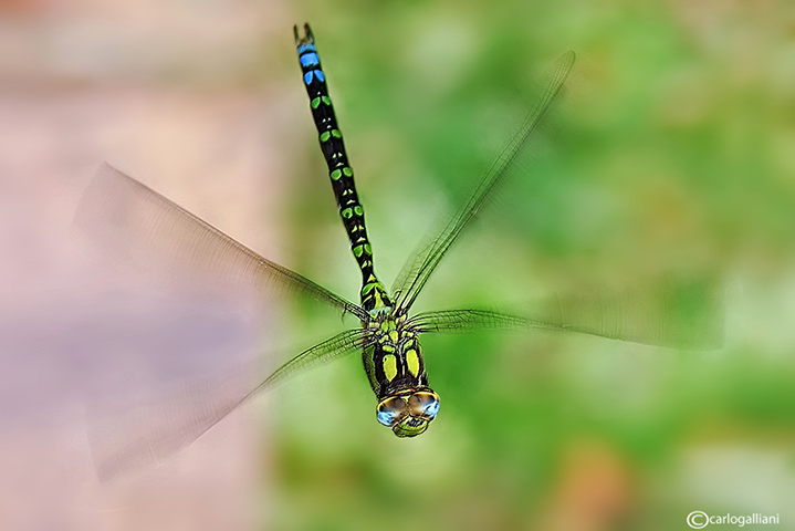 141211977_KkB3O2Rm_131484600_N31dmekD_aeshnacyanea30ar.jpg