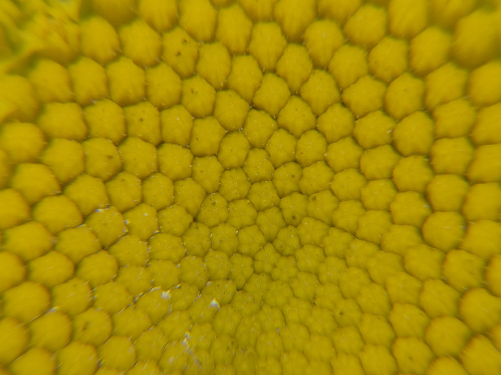 2007_0325macro40043.jpg