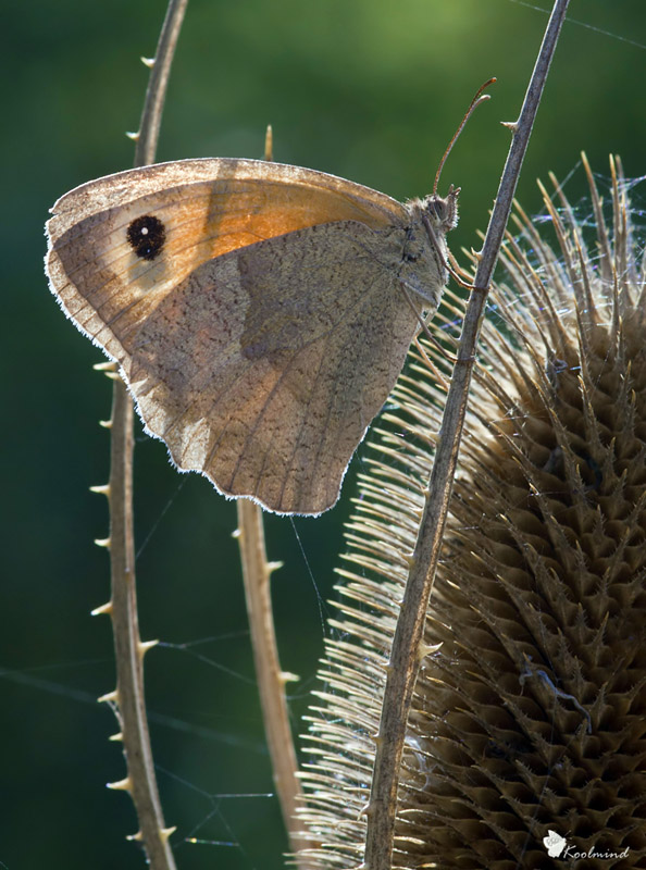 2010_09_25 - maniola jurtina_L - 01.jpg