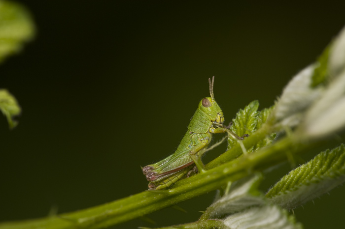 2010 2 Giugno Vigevano (95).jpg