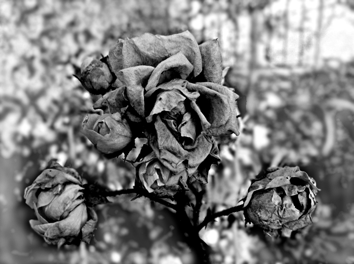 2011-11-23 nov2011.jpg