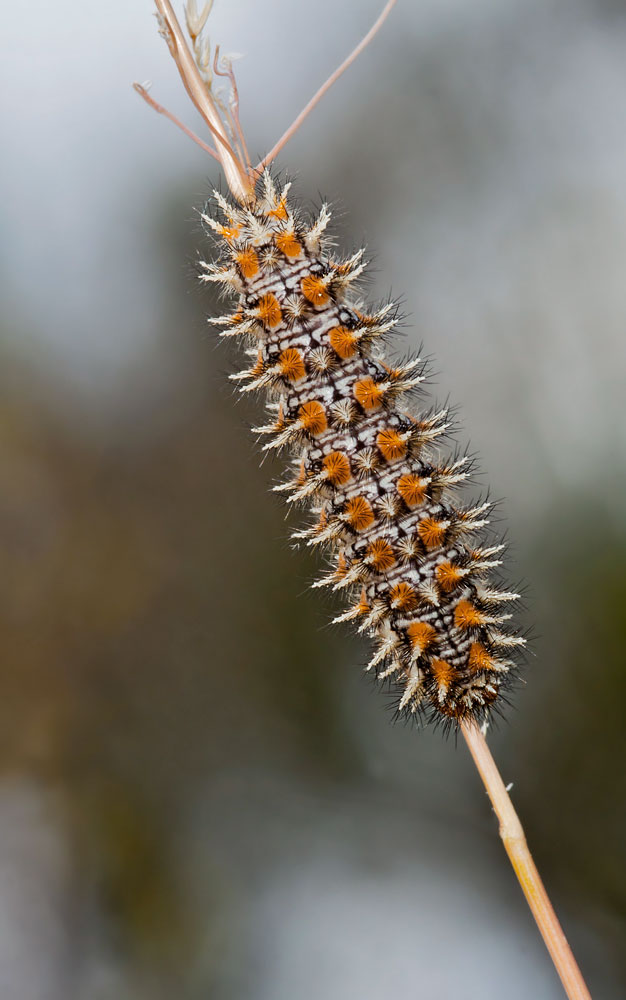 20110521meliteadidyma57.jpg