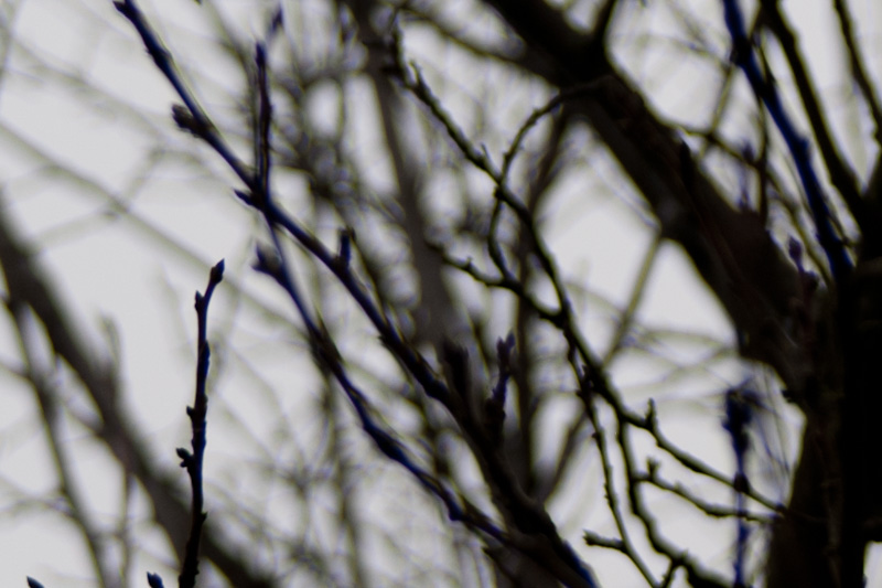 28mm AIS f2.8.jpg