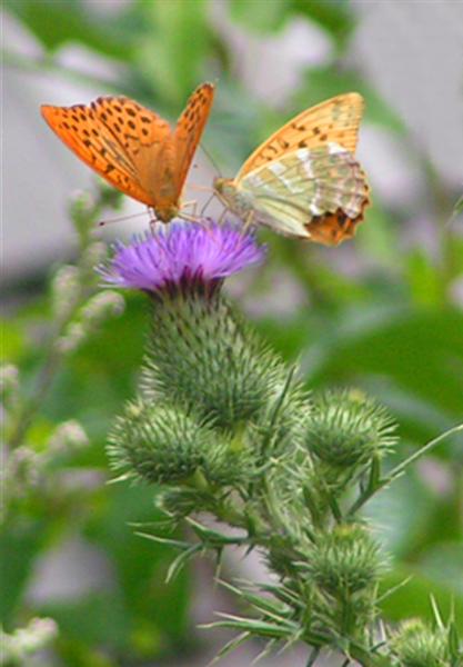 2 copia (Medium).jpg