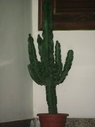 600 molta luce 15mt.jpg