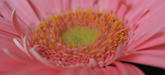 70macro5.6.jpg