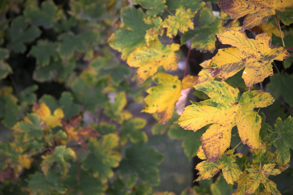 (1-250 s _ f-5.7 _ 640 ISO _ 135 mm) IMG13.jpg