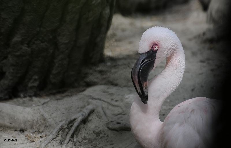 _DSC0951 FAST 1Z 800.JPG