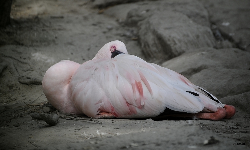 _DSC0977  FAST SZZ 1 800.JPG